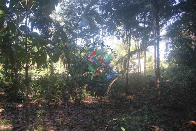 Imagem SÍTIO EM TRANCOSO - PORTO SEGURO - BAHIA