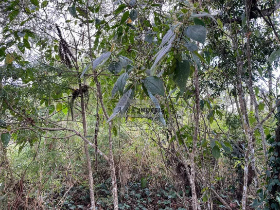 Imagem Terreno à venda em Campos do Jordão - Excelente opção para investimento