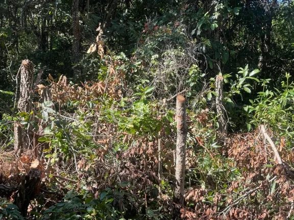Imagem Chácara à Venda em Campo Grande-MS: 10.000 m² na Chácara dos Poderes!