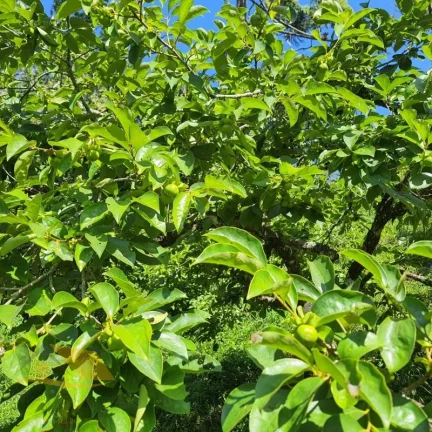 Imagem Vendo Linda Chácara com 40 Mil Mts² Próximo ao centro de Friburgo