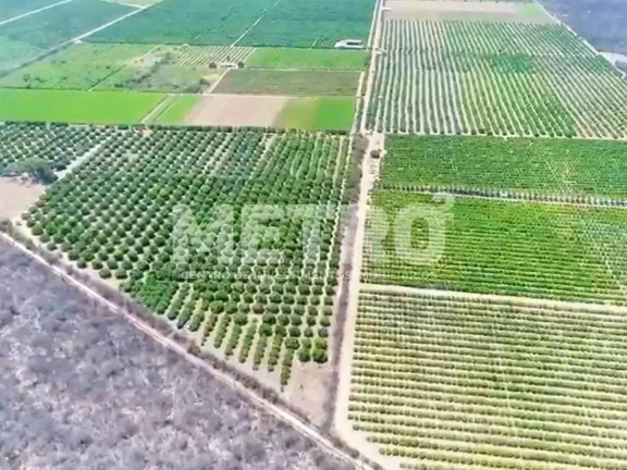 Imagem Fazenda à venda com 12 hectares de manga em produção, CASA NOVA - BA