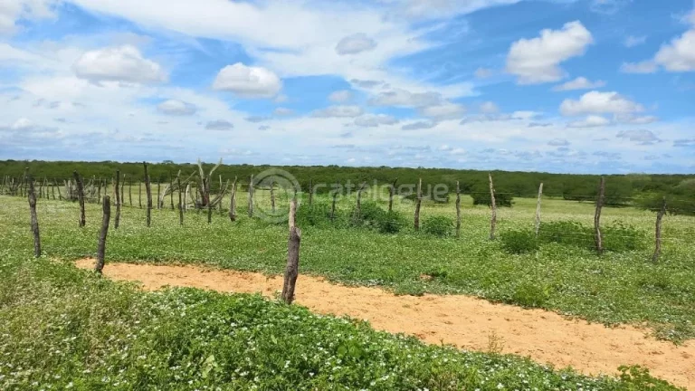 Imagem Fazenda à venda em Jandaíra - 300 hectares com alto potencial produtivo