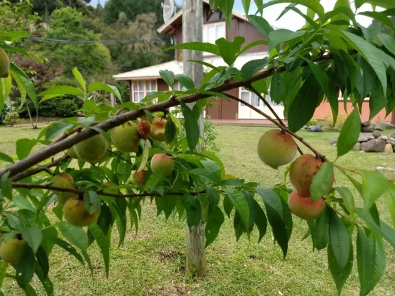 Imagem Chácara à Venda, Área Total 2 Hectares, 10 Vagas , Taquaras - Rancho Queimado/ SC
