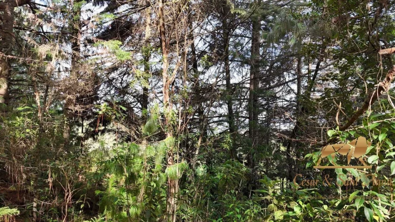 Imagem Terreno a venda em Campos do Jordão