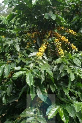 Imagem Sítio 5 alqueires para café, sem geada Café plantado, casa, energia e água.