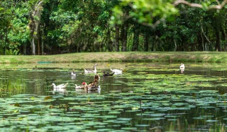 Imagem Terreno em Camboriú - Rio do Meio
