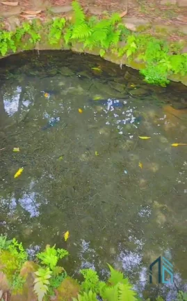 Imagem Chácara poucos metros da BR 116, 04 tanques de peixes, 03 casas, nascentes, Areia Branca dos Assis - Mandirituba PR