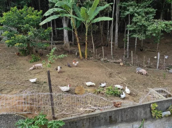Imagem Sítio para Venda em Teresópolis / RJ no bairro Albuquerque