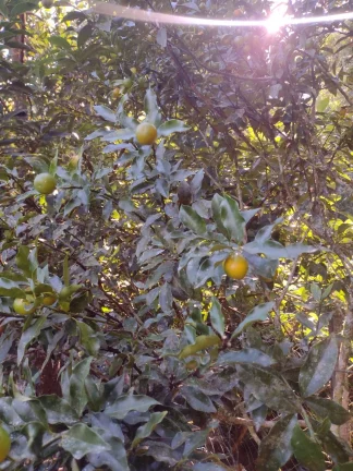 Imagem Fazenda / Sítio / Chácara à venda, 158m² em Santo Amaro da Imperatriz