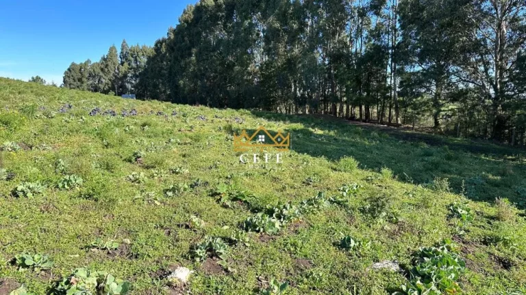 Imagem Chácara - Sítio com 3 Dormitorio(s) localizado(a) no bairro Zona Rural em São Francisco de Paula / RIO GRANDE DO SUL Ref.:1504