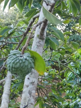 Imagem Chácara com 6 dormitórios à venda, 5000 m² por R$ 1.600.000,00 - Taiacupeba - Mogi das Cruzes/SP