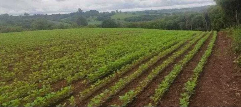 Imagem Chácara à venda em Campo Largo/PR