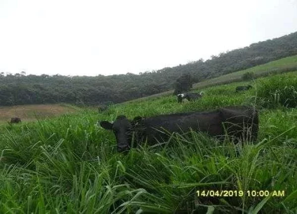 Imagem Fazenda Leiteira Completa e Produtiva com Estrutura de Alta Capacidade - Oportunidade Única em Antônio Carlos, MG