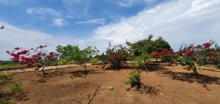 Imagem Terreno para Venda em Sapeaçu, SAPEAÇU