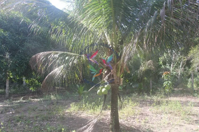 Imagem SÍTIO EM TRANCOSO - PORTO SEGURO - BAHIA