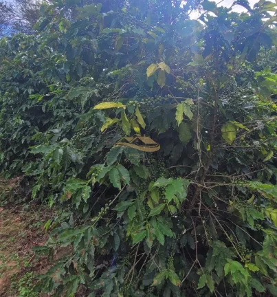 Imagem SITIO RURAL em MONTE MOR - SP, centro
