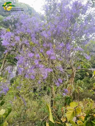 Imagem CHACARA EM IBIÚNA A VENDA