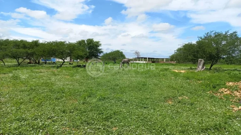 Imagem Fazenda à venda em Jandaíra - 300 hectares com alto potencial produtivo