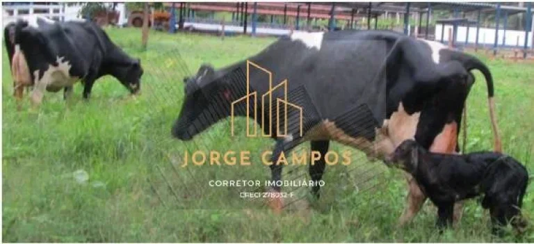 Imagem FA-25221 - FAZENDA À VENDA NA REGIÃO DE SILVEIRAS -SP