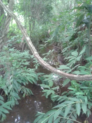 Imagem [Vendo Sítio em Brazópolis] [7 hectares com córrego d'água]