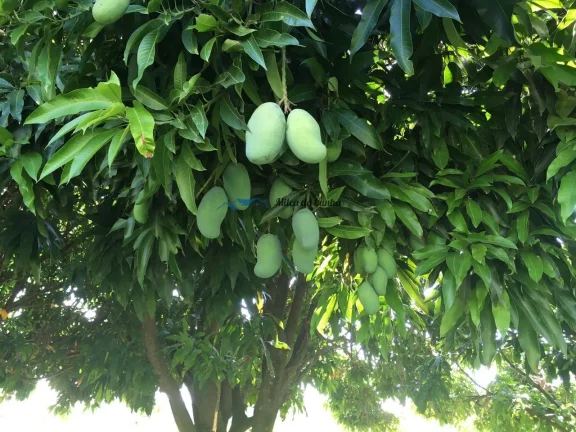 Imagem Chácara à Venda para criação de cavalos em Boituva