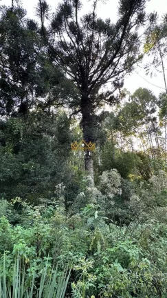 Imagem Chácara - Sítio com 1 Dormitorio(s) localizado(a) no bairro Pinhal Alto em Nova Petrópolis / RIO GRANDE DO SUL Ref.:1472