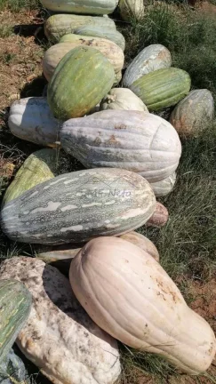 Imagem Sítio