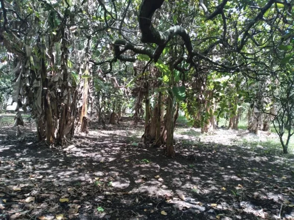 Imagem Terreno à Venda, 2.800 m² em Rural - Paudalho