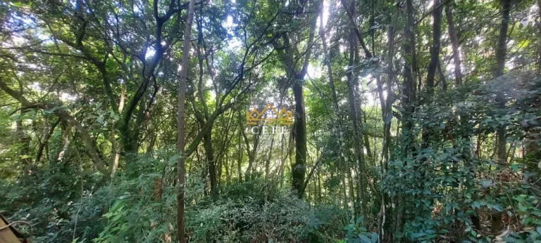 Imagem Chácara - Sítio com 2 Dormitorio(s) localizado(a) no bairro Carapina em São Francisco de Paula / RIO GRANDE DO SUL Ref.:1537
