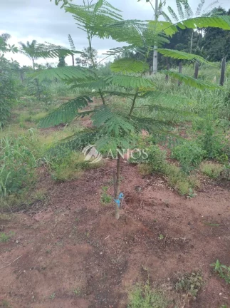 Imagem Oportunidade Chácara Quitada a apenas 45 km de SINOP - MT