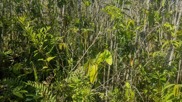 Imagem LOTE DE TERRENO PRAIA ITAMAMBUCA - UBATUBA