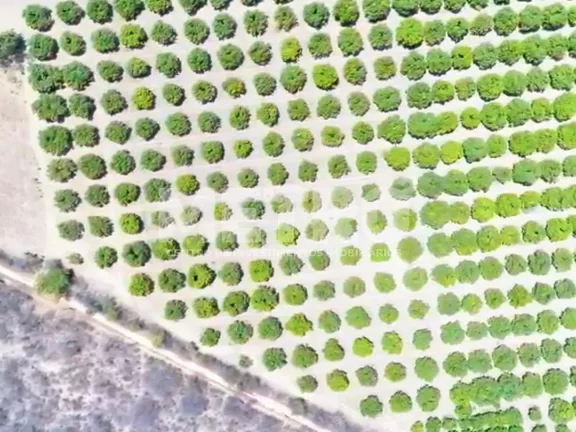 Imagem Fazenda à venda com 12 hectares de manga em produção, CASA NOVA - BA