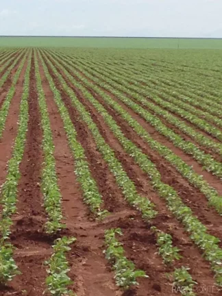 Imagem Fazenda à Venda, 34.060.000 m² em Zona Rural - Novo São Joaquim