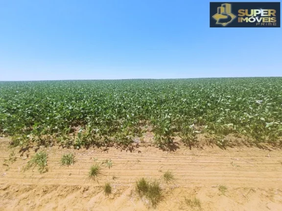 Imagem Fazenda de Excelência no RS 2.100 hectares Cachoeira do Sul