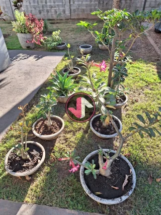 Imagem Oportunidade Única: Sobrado Espetacular no Condomínio Flor do Cerrado Seja bem-vindo a uma residê...