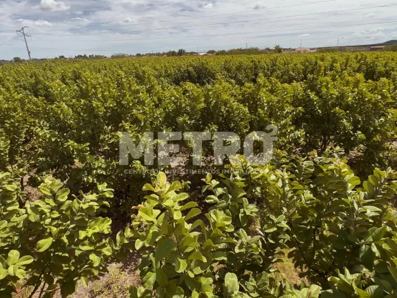 Imagem Lote de 15 hectares, escriturado e quitado na CODEVASF, PETROLINA - PE