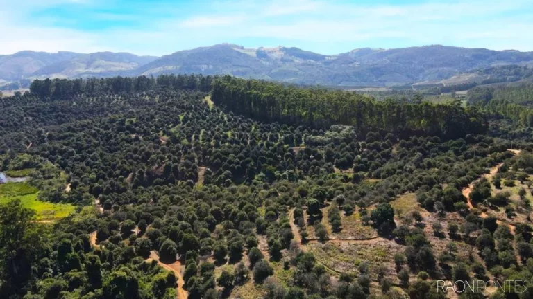 Imagem Fazenda à Venda, 6.220.000 m² em Zona Rural - São Sebastião Da Grama