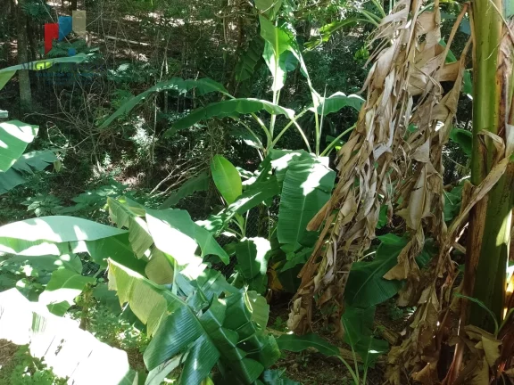 Imagem Chácara Chácara em Área Rural de Tatuí, Tatuí/SP