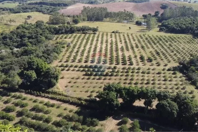 Imagem Sítio Fantástico com produção de Limão