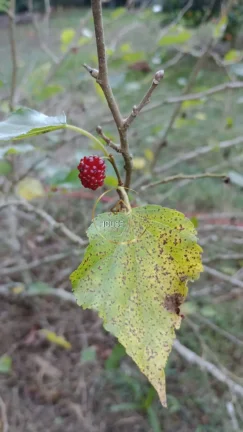 Imagem Chácara 2 dormitórios ( 1 suíte), com pomar e acesso a represa, Jambeiro.