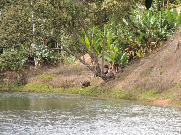 Imagem Sítio a venda entre Santa Leopoldina/Santa Teresa – 11 Hectares