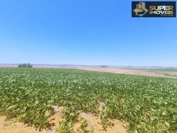Imagem Fazenda de Excelência no RS 2.100 hectares Cachoeira do Sul