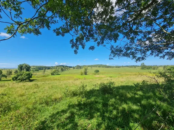 Imagem Vendo em Araruama fazenda 52 alqueires E 350 cabeças de gados.