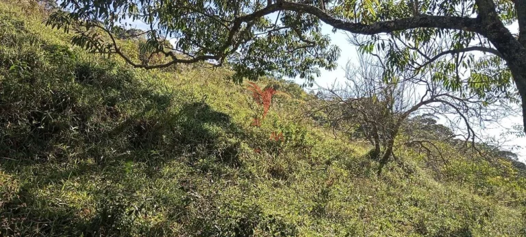 Imagem Propriedade rural no bairro do Fogueteiro, com 66 Hectares