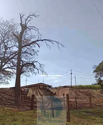 Imagem Fazenda Palmira 773 alqueires, a 60 km de Ribeirão Preto - SP, estrutura, cana e muita água - Serra Azul - SP - Brasil