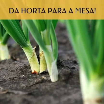 Imagem Terreno em Condomínio para Venda em Teresópolis / RJ no bairro Vale Alpino