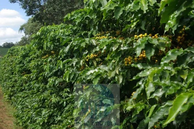 Imagem Sítio 5 alqueires para café, sem geada Café plantado, casa, energia e água.