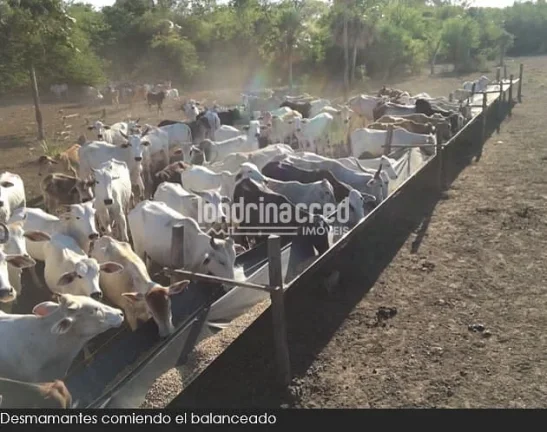 Imagem Fazenda à Venda no Paraguai por 900 dólares por hectare com Alto Potencial Pecuário