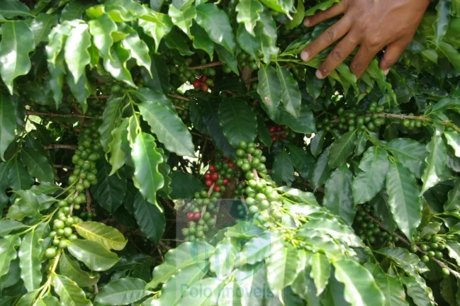 Fazenda com 140.000 pés de café produzindo, a 20 km de Jacuí Minas Gerais, casa de caseiro, energia e água.