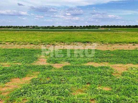 Imagem Fazenda com 116ha, Casa, Galpão, 25ha plantados e mais 32 prontos para plantar